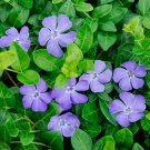 Periwinkle Vinca Vines Shade Flowering Ground Cover Fresh Garden
