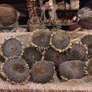 Giant Sunflower Mix 25 Seeds Mongolian, Mammoth , Skyscraper, American Giant Fresh Garden