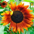 Crimson Queen Sunflower 25 Seeds Stunning Amber Colors Fresh Garden