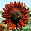 Velvet Queen Sunflower 25 Seeds Fresh Garden