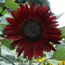 Chocolate Cherry Sunflower 25 Seeds Fresh Garden