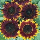 Shockolat Sunflower 25 Seeds Fresh Garden