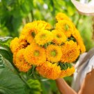 Dwarf Sungold Sunflower 25 Seeds Fresh Garden