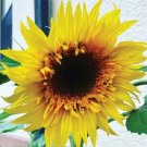 Starburst Panche Sunflower 25 Seeds Fresh Garden