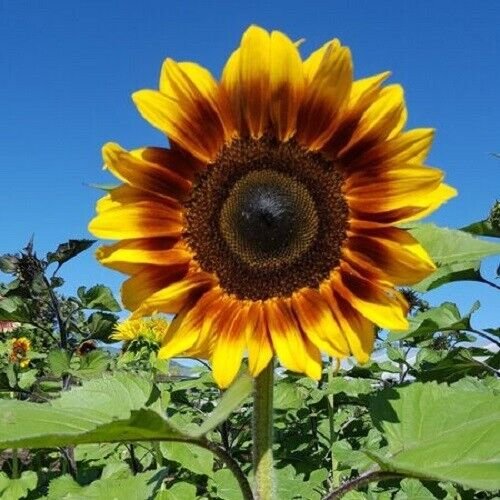 Bicolor Sunflower 25 Seeds Fresh Garden
