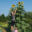 American Giant, (F1) Sunflower 25 Seeds Fresh Garden