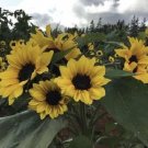 Junior Dwarf Sunflower 25 Seeds Fresh Garden