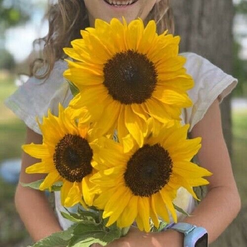 Brillance, (F1) Sunflower 25 Seed Fresh Garden