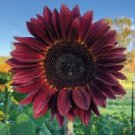 Procut Red, (F1) Sunflower 25 Seeds Fresh Garden