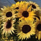 Tinies, (F1) Sunflower 25 Seeds Fresh Garden