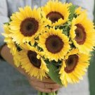 Peach, (F1) Sunflower 25 Seeds Fresh Garden