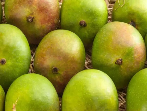 Ratnagiri Mango Seed Fresh Garden