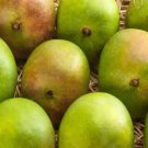 Ratnagiri Mango Seed Fresh Garden