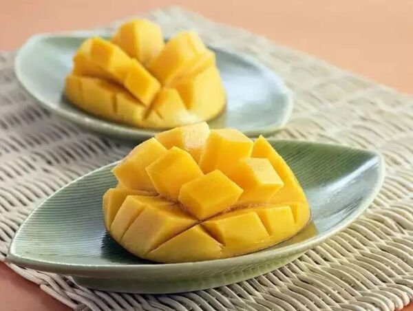 Himsagar Mango Seed Fresh Garden
