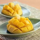 Himsagar Mango Seed Fresh Garden