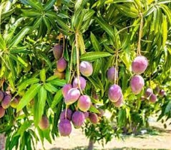 Miyazaki Mango Seed Fresh Garden
