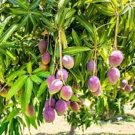 Miyazaki Mango Seed Fresh Garden