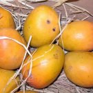 Hap Mango 1 Seed Fresh Garden