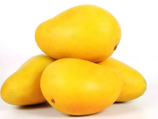 Banginapalli Mango 1 Seed Fresh Garden