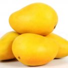 Banginapalli Mango 1 Seed Fresh Garden