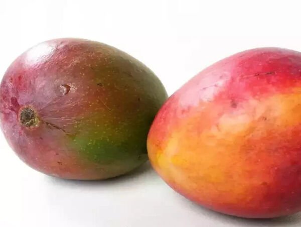 Pairi Mango Seed Fresh Garden