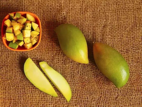 Totapuri Mango 1 Seed Fresh Garden