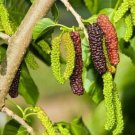 Pakistan Long Mulberry Tree 50 Seeds Fresh Garden