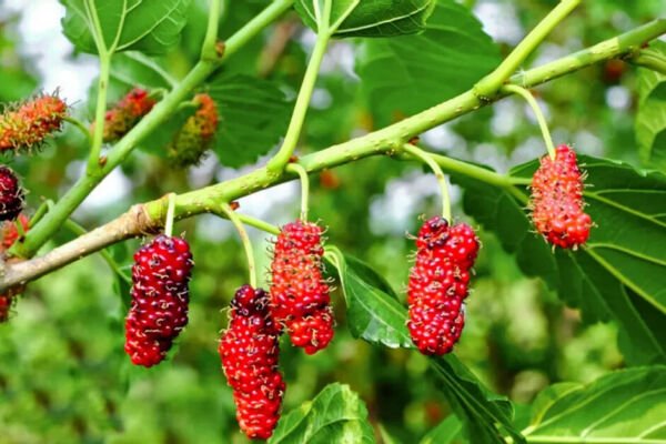 Red Mulberry Tree 50 Seeds Fresh Garden