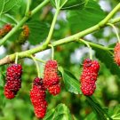 Red Mulberry Tree 50 Seeds Fresh Garden