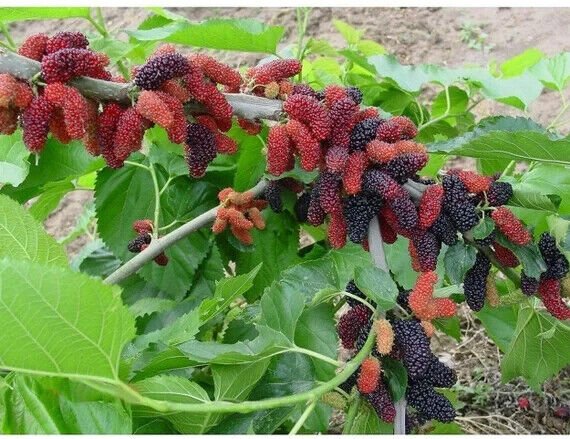 Russian Mulberry Tree 50 Seeds Shade Tolerant Fresh Garden