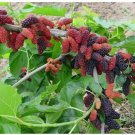 Russian Mulberry Tree 50 Seeds Shade Tolerant Fresh Garden