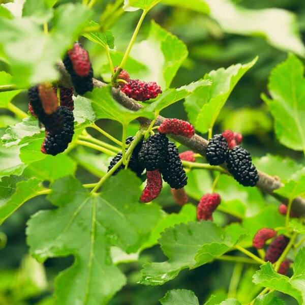 Russian Mulberry Tree 50 Seeds Fresh Garden