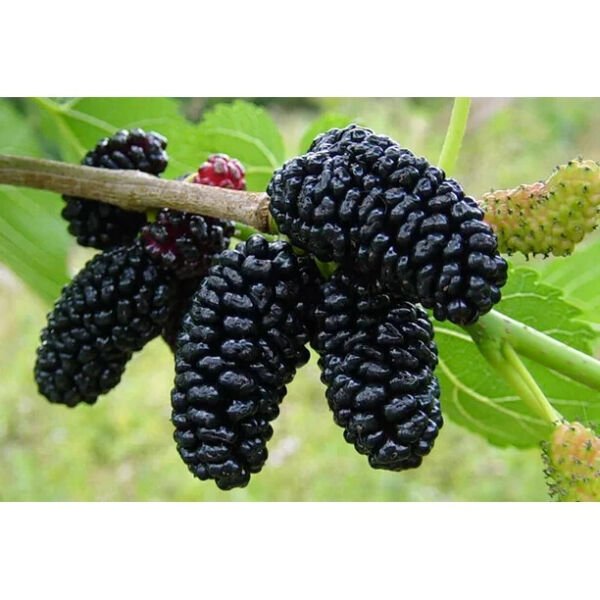 Everbearing Mulberry Tree 50 Seeds Fresh Garden