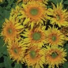 Starburst Greenburst Dmr, (F1) Sunflower 25 Seeds Fresh Garden