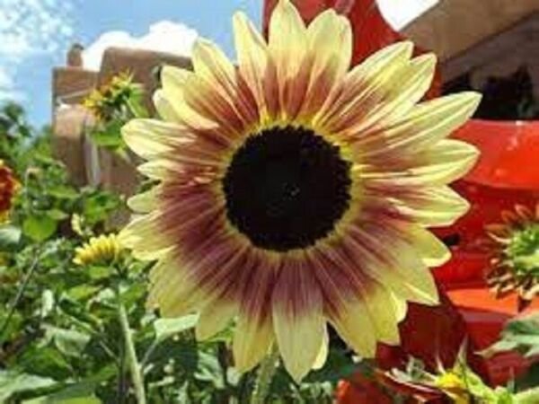 Santa Fe Sunset, (F1) Sunflower Seeds Fresh Garden