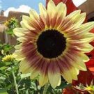 Santa Fe Sunset, (F1) Sunflower Seeds Fresh Garden