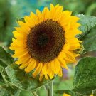 Classic Gold, (F1) Sunflower 25 Seeds Fresh Garden