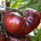 Black Krim / Crimson / Krimson Tomato 25 Seeds Heirloom Solanum Lyc Fresh Garden