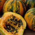 Kakai Hulless Pumpkin 10 Seeds Pepita Heirloom Fresh Garden