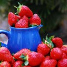 Fort Laramie Strawberry 50 Seeds Fresh Garden