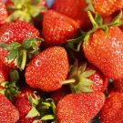 Seascape Strawberry 50 Seeds Fresh Garden