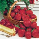 Honeyoye Ozark Beauty Strawberry 50 Seeds Fresh Garden