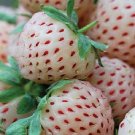 Alpine White Strawberry 50 Seeds Fresh Garden