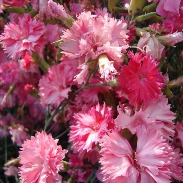 Grenadin Rose Carnation 25 Seeds Cutting Fresh Garden