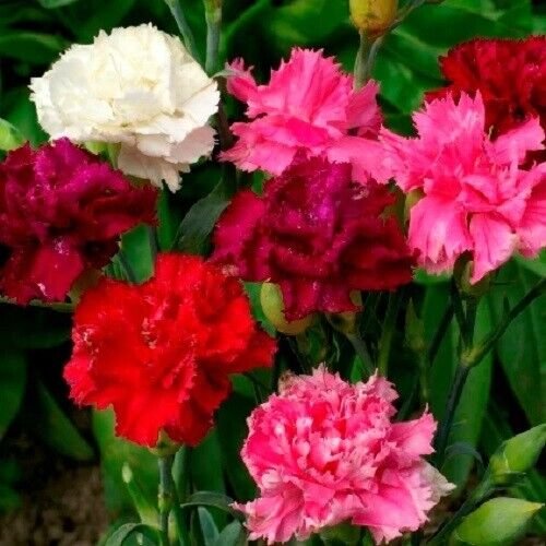 Enfant De Nice Carnation Mix 25 Seeds Cutting Fresh Garden