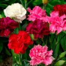 Enfant De Nice Carnation Mix 25 Seeds Cutting Fresh Garden