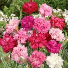 Cottage Pinks Carnation 25 Seeds Cutting Fresh Garden