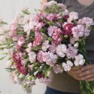 "Vintage " Chabaud Benigna Carnation 25 Seeds Cutting Fresh Garden