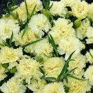 Marie Chabaud Yellow Carnation 25 Seeds Cutting Fresh Garden