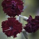 King Of Blacks Carnation 25 Seeds Cutting Fresh Garden